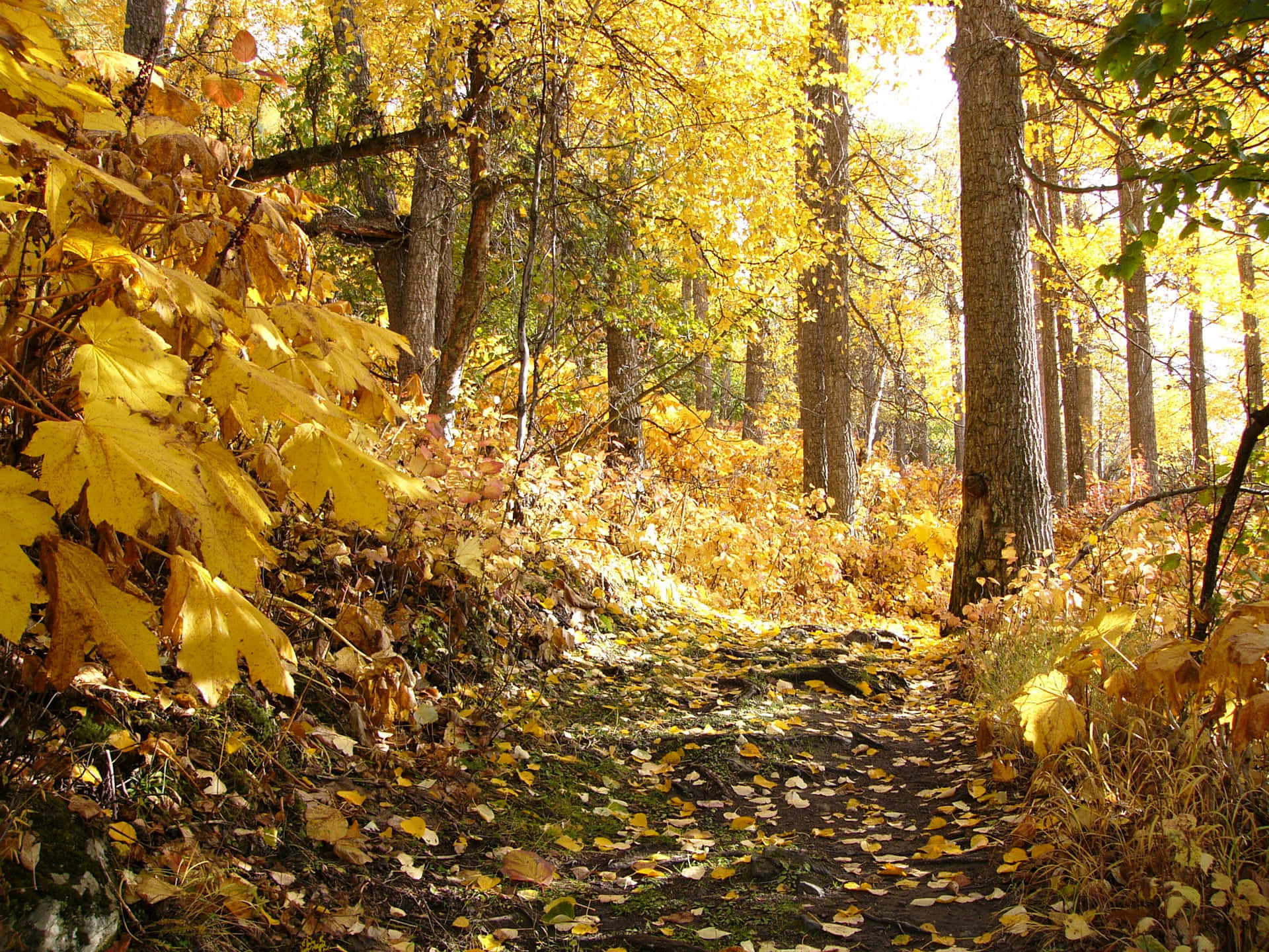 Золотая осень 2026